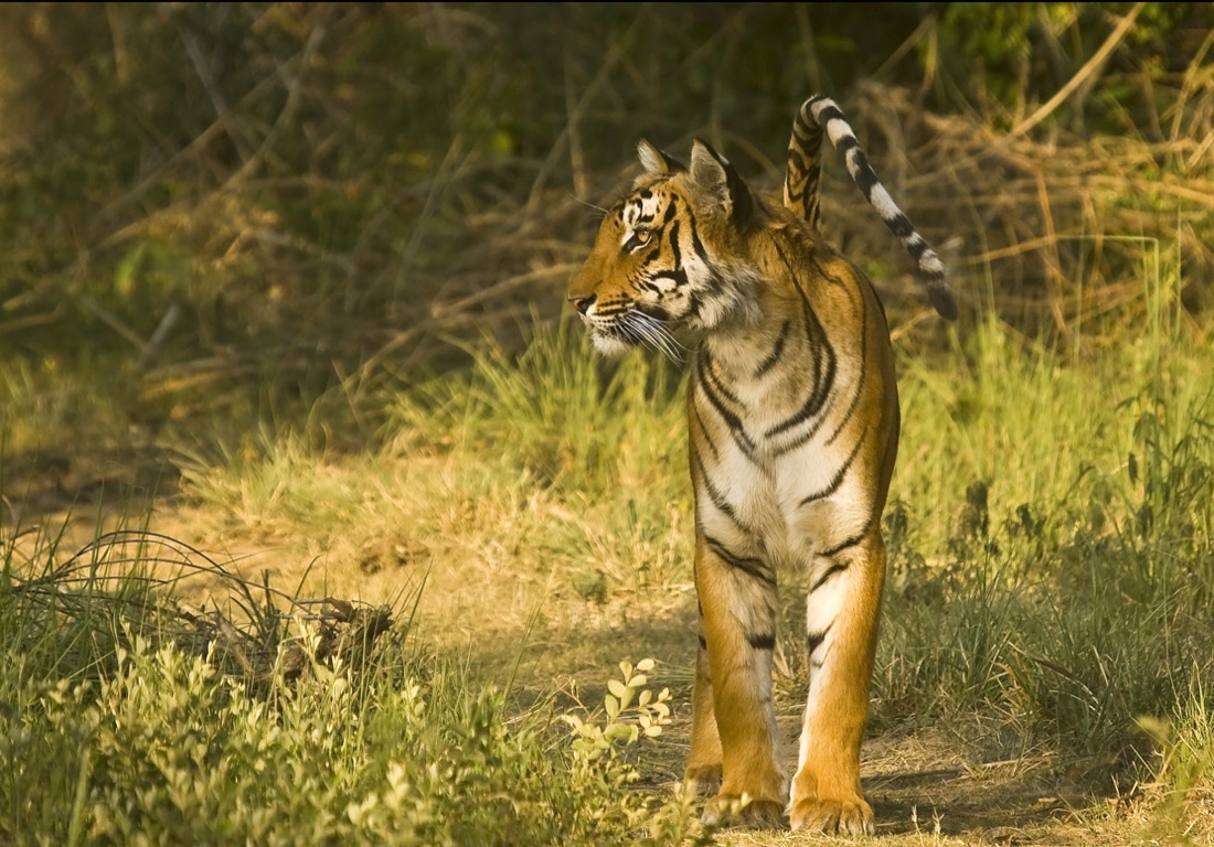 A tiger walking through tall grass at the forest edge