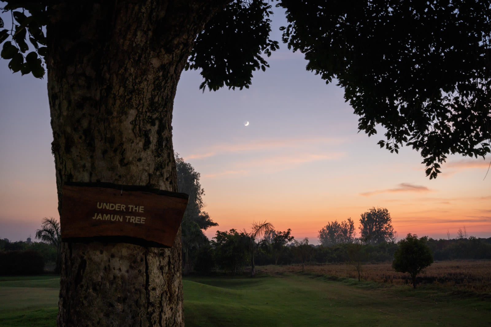 The jamun tree at dusk, with a thin moon above