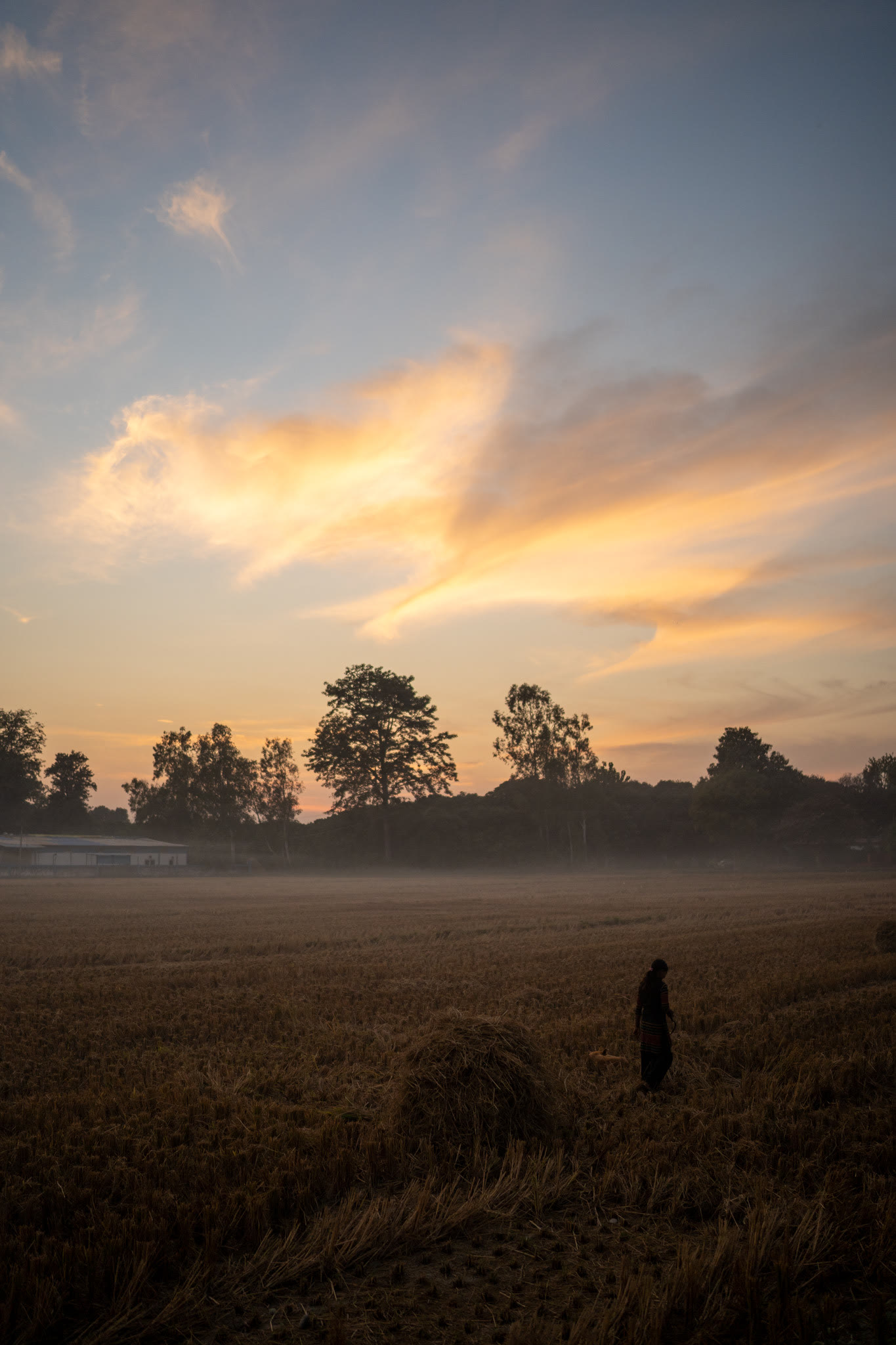 A field at first light, with mist over the grass
